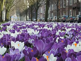 Mengsel Haarlem